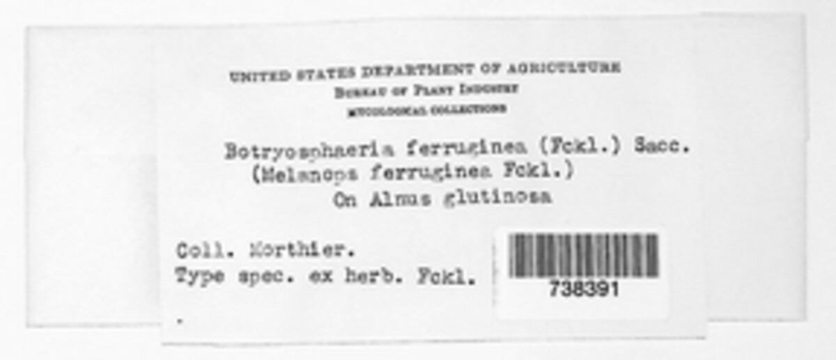 Nothophoma ferruginea image
